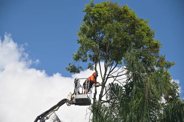 Best Commercial Tree Services  in Osseo, WI